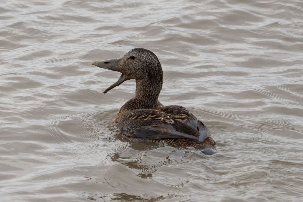 Common Eider photographed by Dragos Varnav