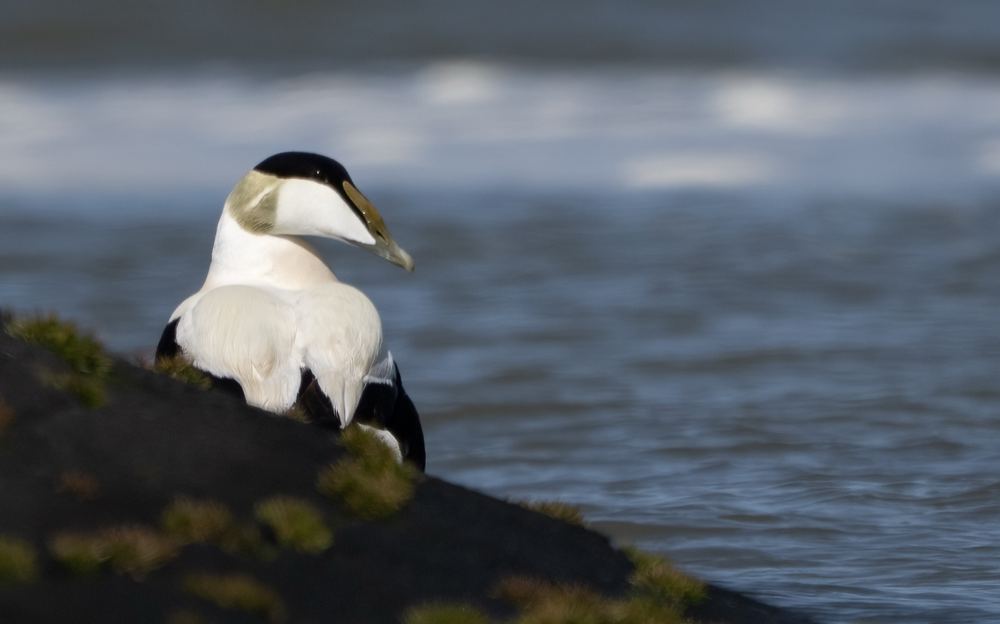 Common Eider photographed by Dragos Varnav