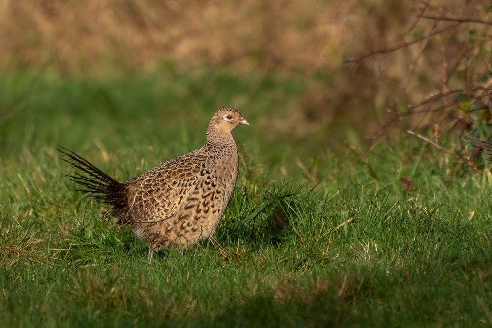 Common Pheasant photographed by Dragos Varnav