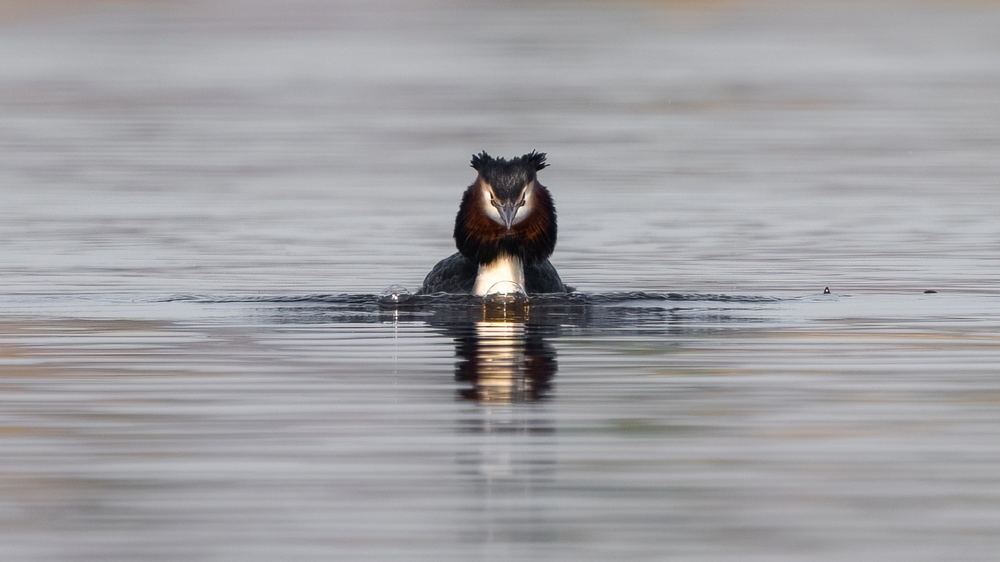 Great Crested Grebe, photographed in the Netherlands