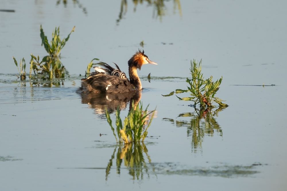 Great Crested Grebe photographed by Dragos Varnav