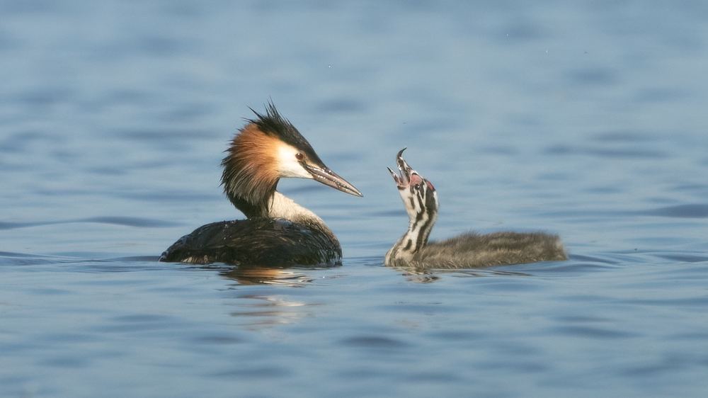 Great Crested Grebe photographed by Dragos Varnav