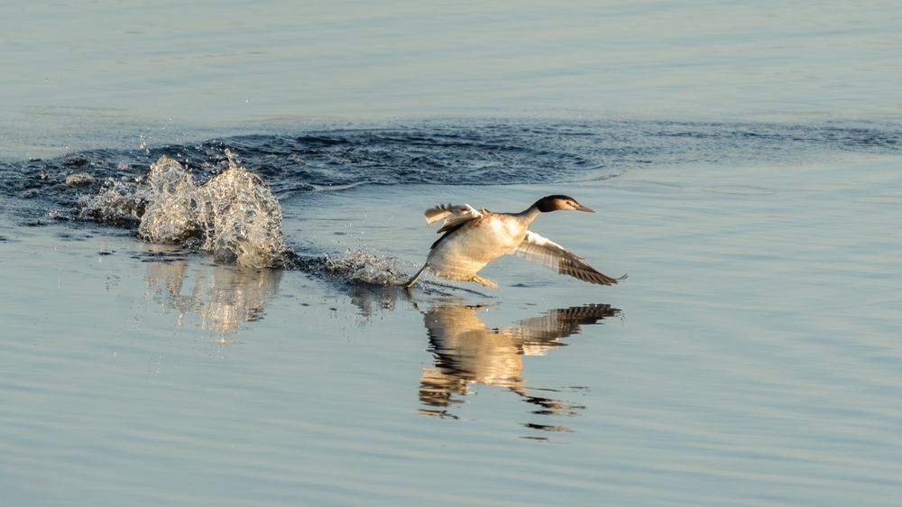 Great Crested Grebe photographed by Dragos Varnav