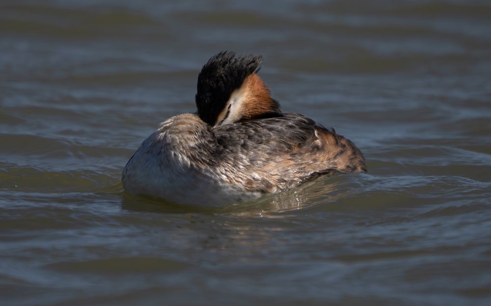 Great Crested Grebe photographed by Dragos Varnav