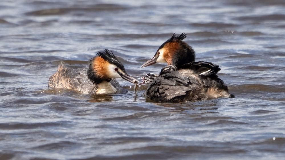 Great Crested Grebe photographed by Dragos Varnav