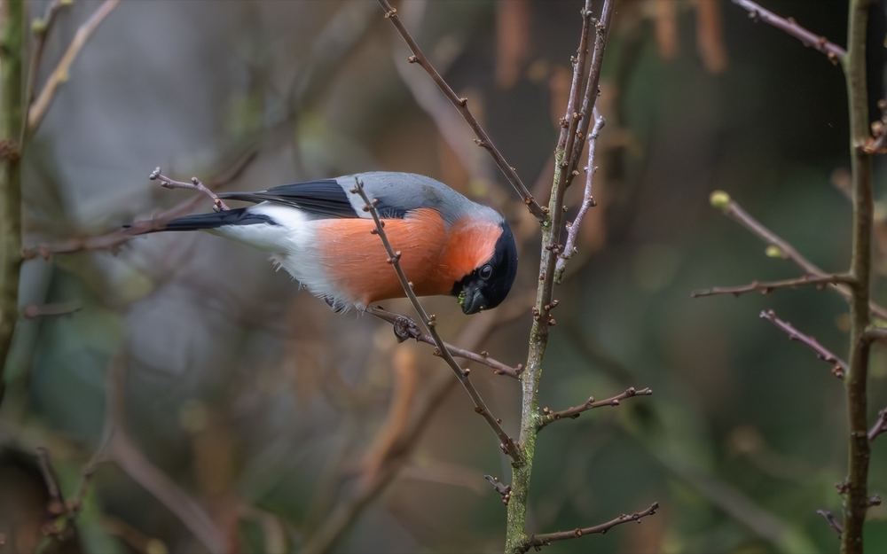 Eurasian Bullfinch photographed by Dragos Varnav