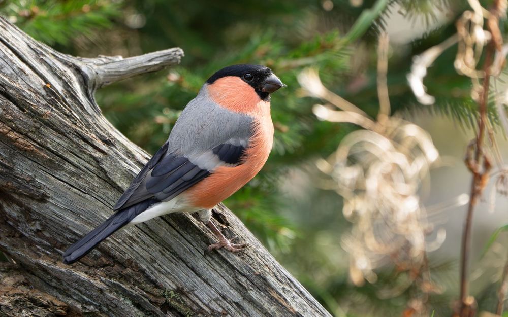 Eurasian Bullfinch photographed by Dragos Varnav