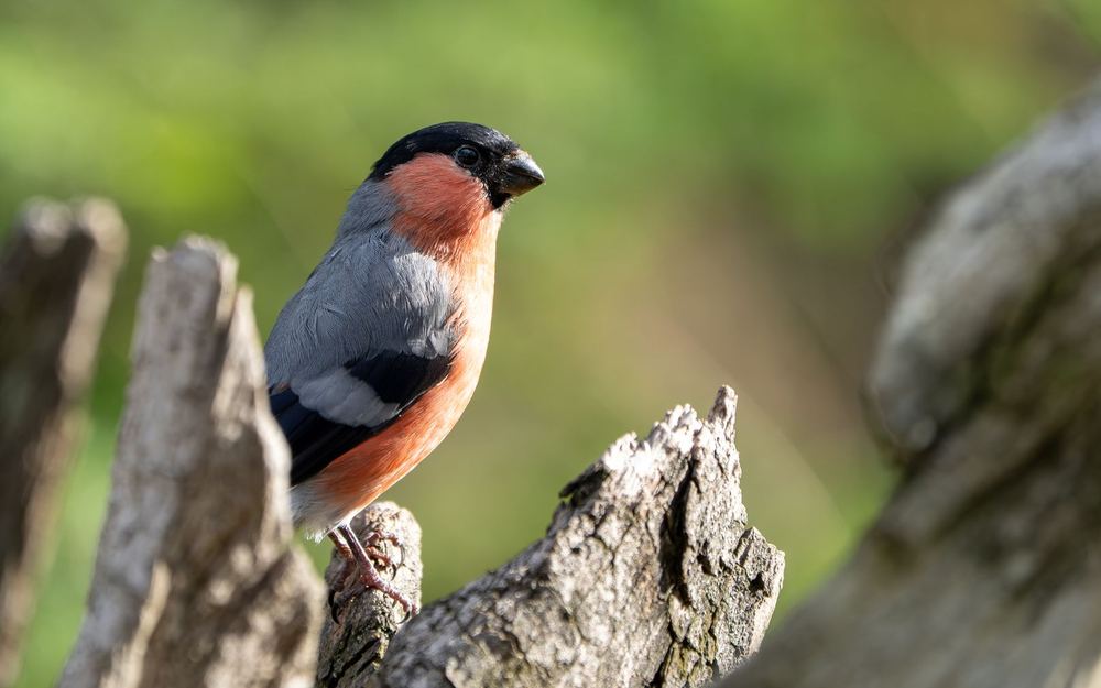 Eurasian Bullfinch photographed by Dragos Varnav