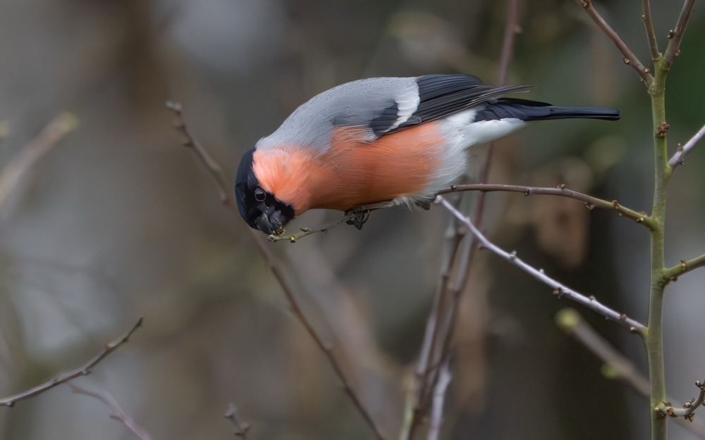 Eurasian Bullfinch photographed by Dragos Varnav