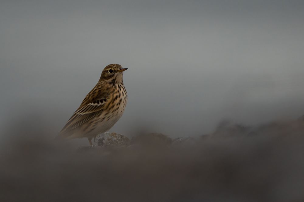 Meadow Pipit photographed by Dragos Varnav