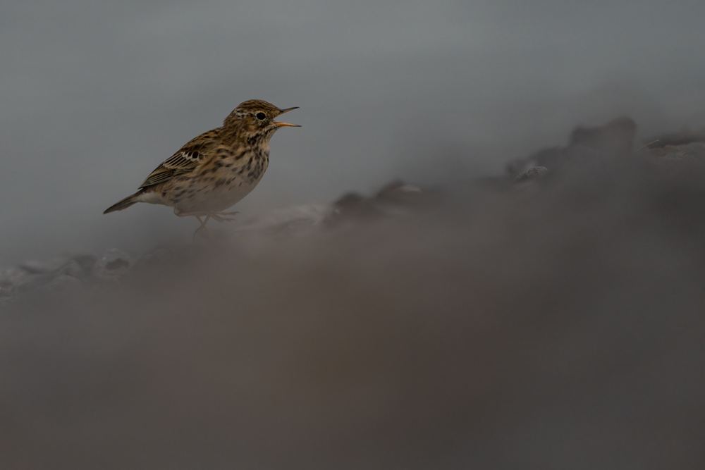 Meadow Pipit photographed by Dragos Varnav