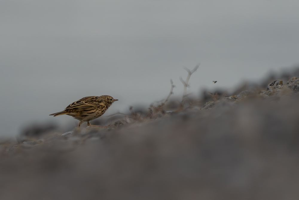 Meadow Pipit photographed by Dragos Varnav