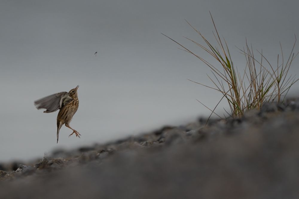 Meadow Pipit photographed by Dragos Varnav