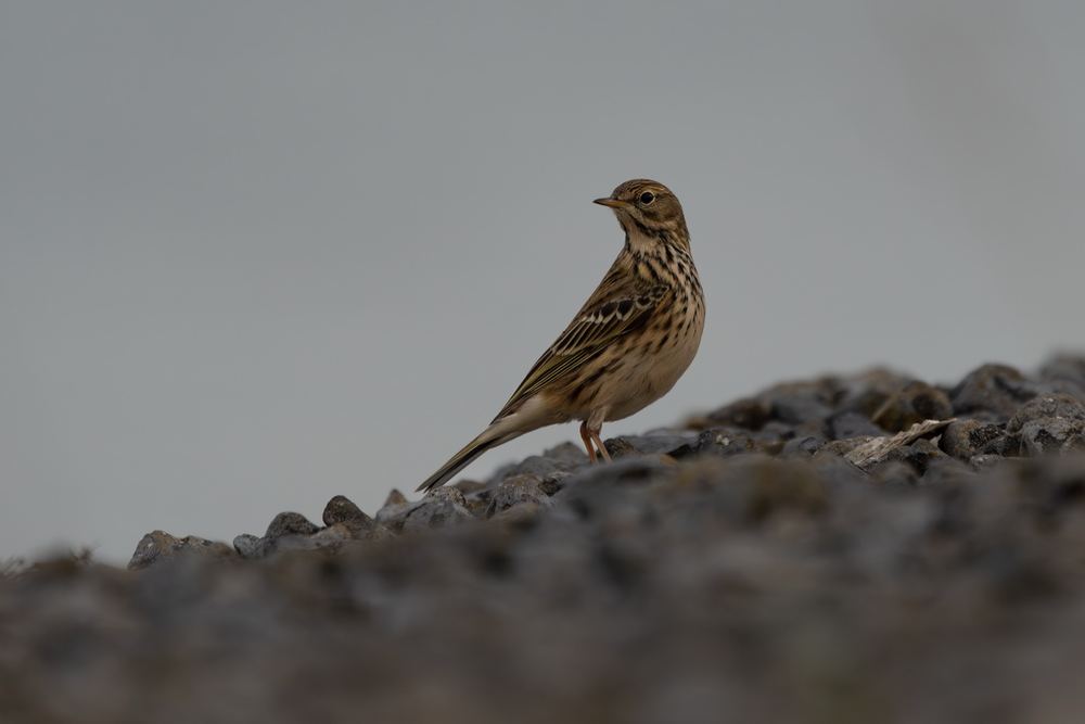 Meadow Pipit photographed by Dragos Varnav