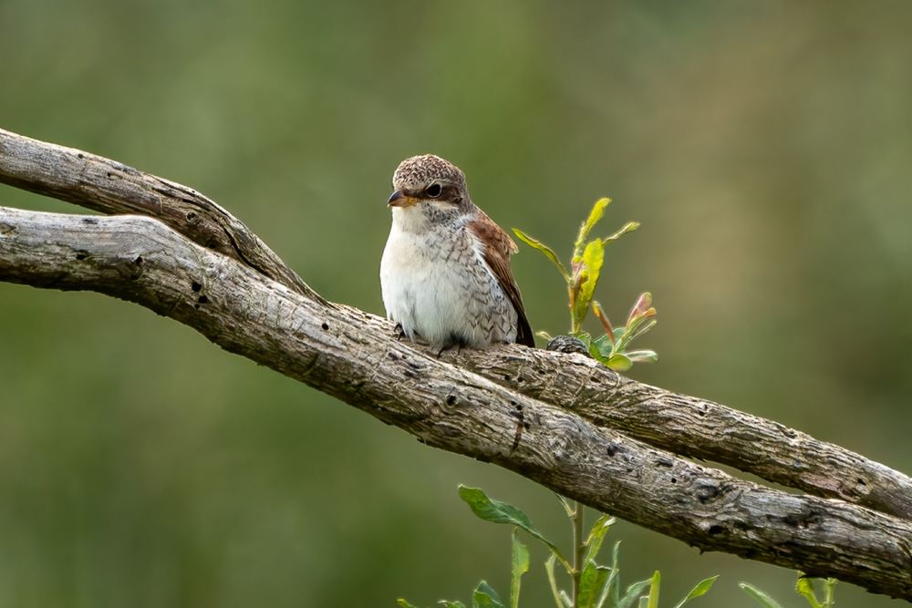 Red-backed Shrike photographed by Dragos Varnav