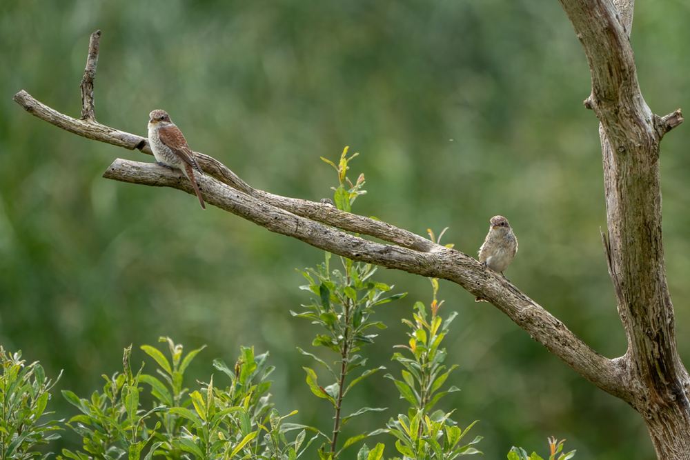 Red-backed Shrike photographed by Dragos Varnav
