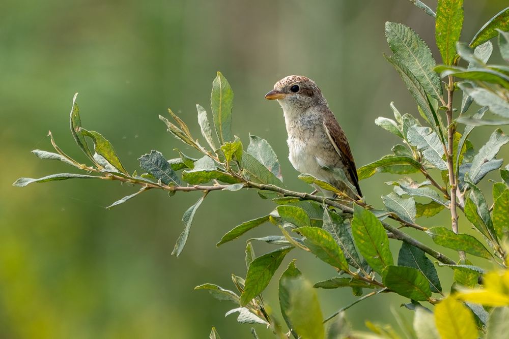 Red-backed Shrike photographed by Dragos Varnav