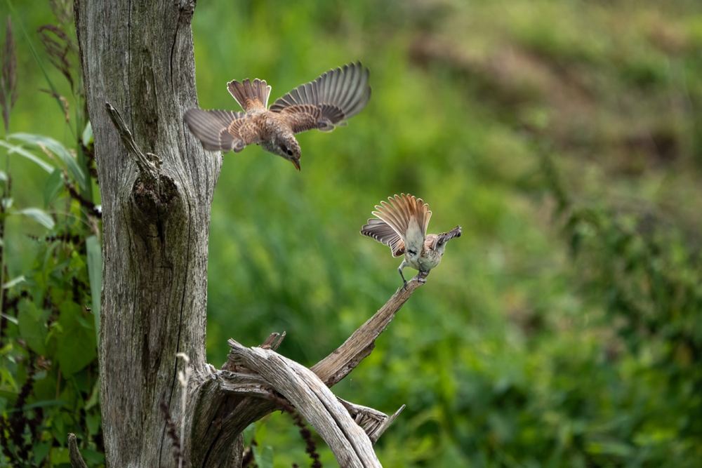 Red-backed Shrike photographed by Dragos Varnav
