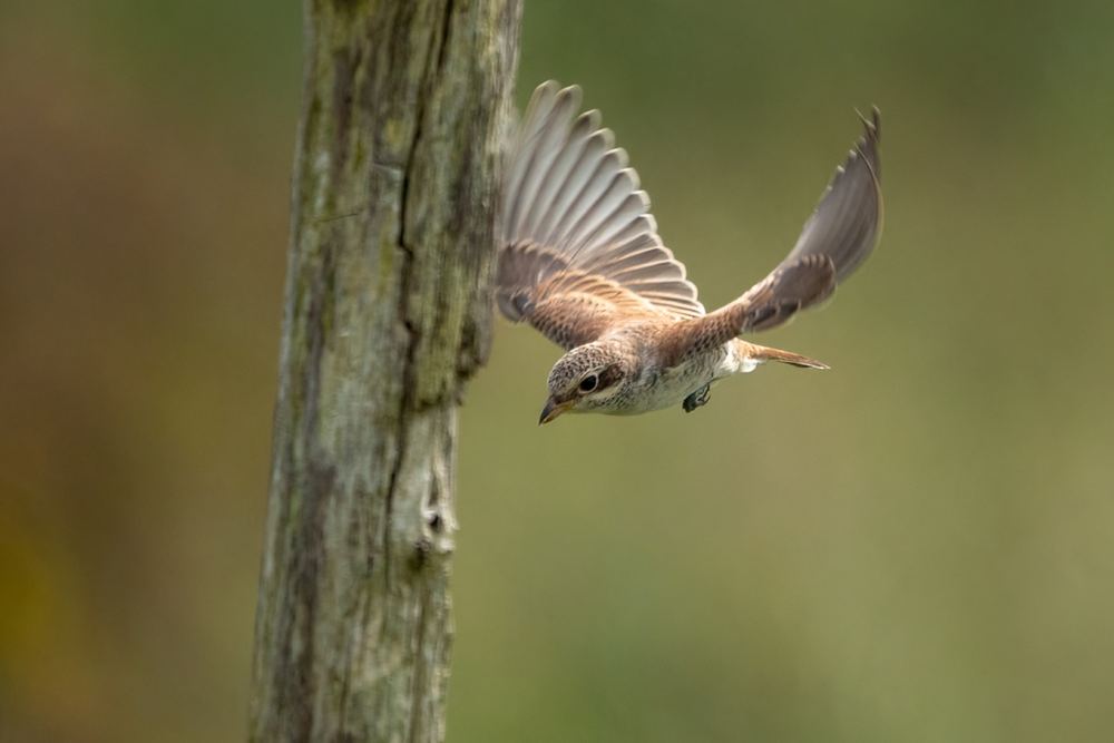 Red-backed Shrike photographed by Dragos Varnav