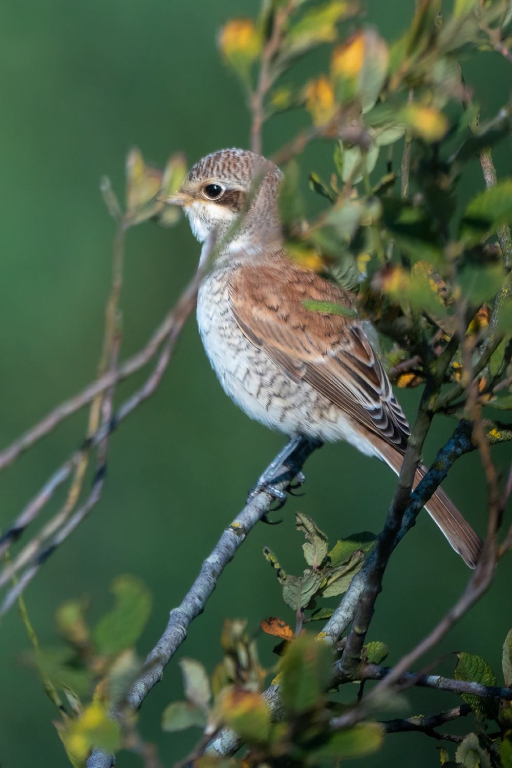 Red-backed Shrike, photographed in the Netherlands