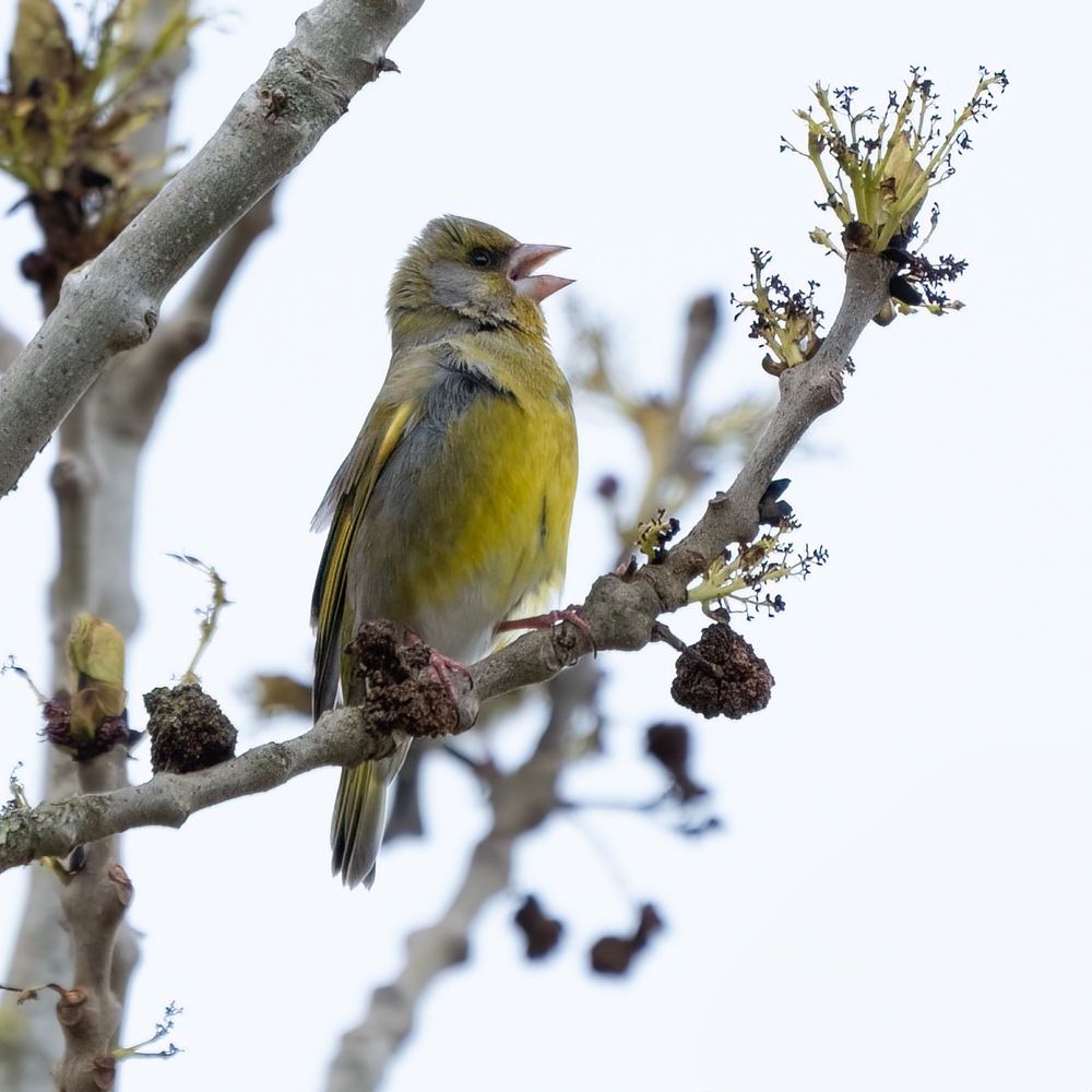 European Greenfinch photographed by Dragos Varnav