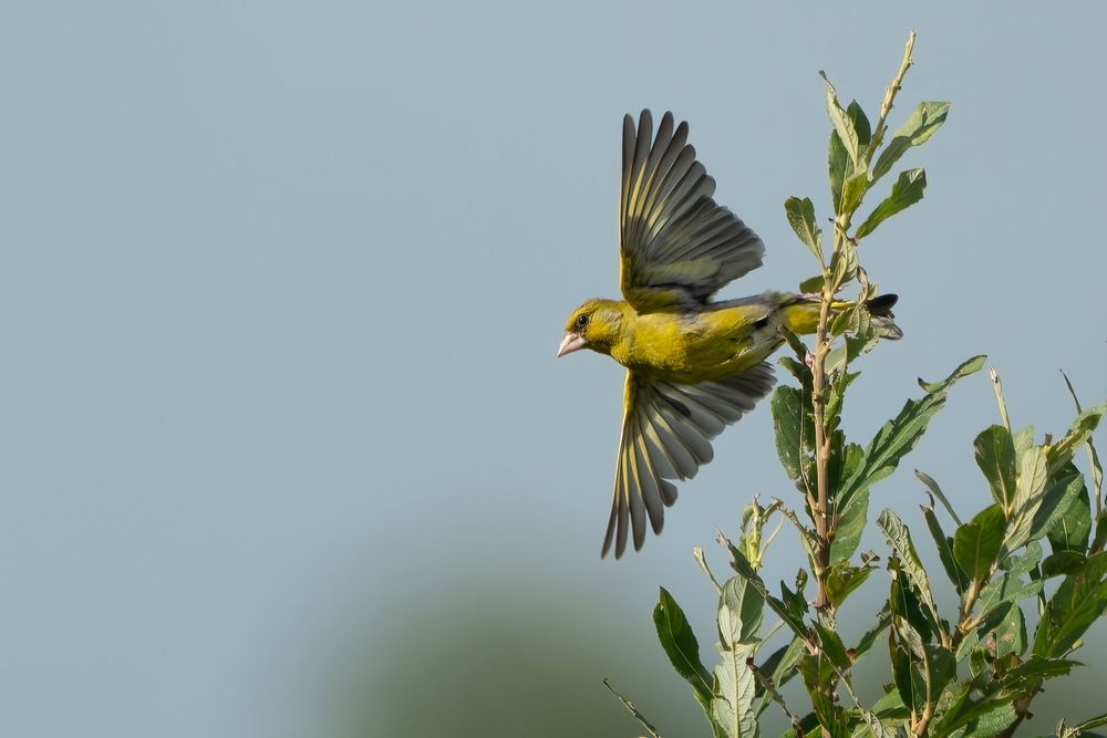 European Greenfinch, photographed in the Netherlands