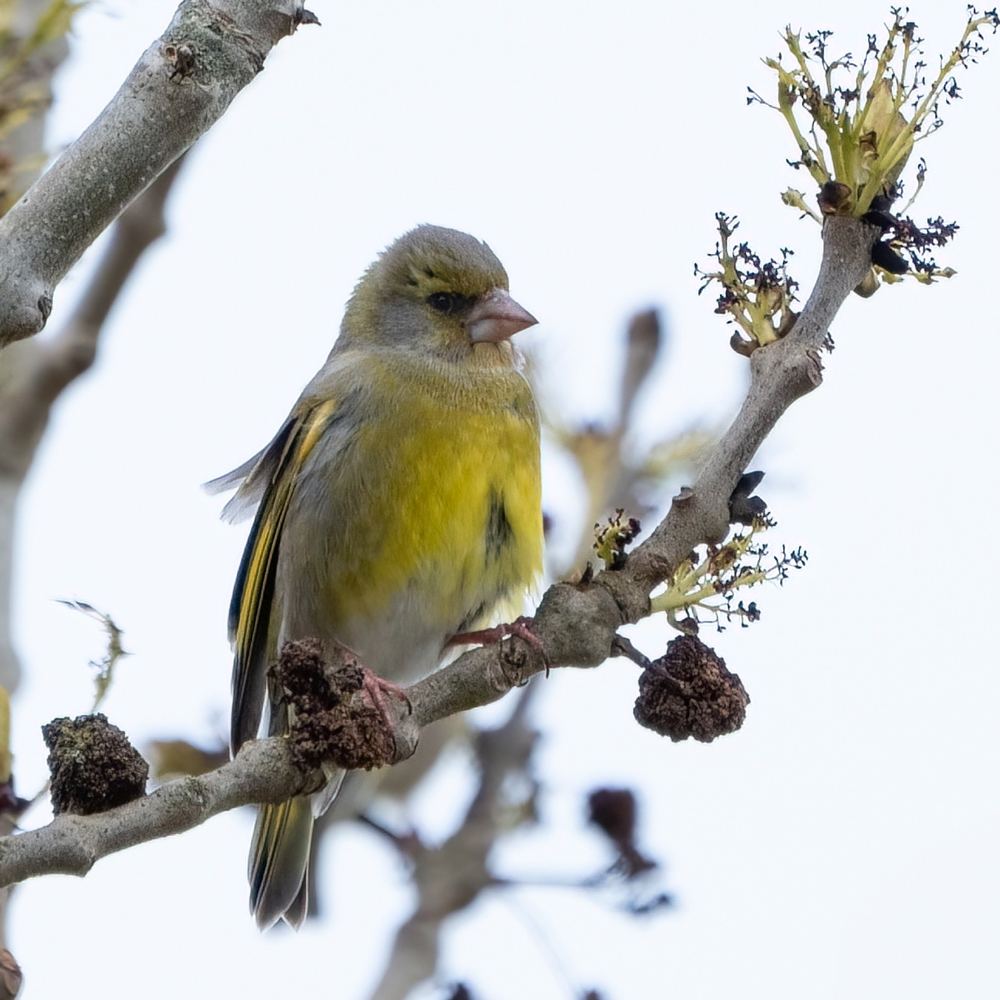 European Greenfinch photographed by Dragos Varnav