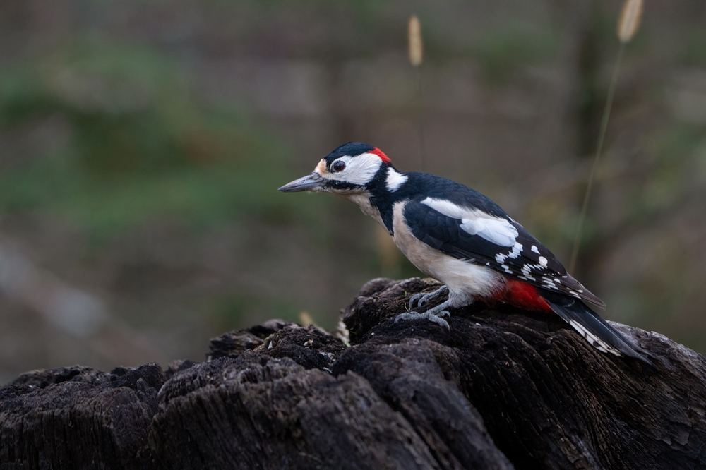 Great Spotted Woodpecker photographed by Dragos Varnav