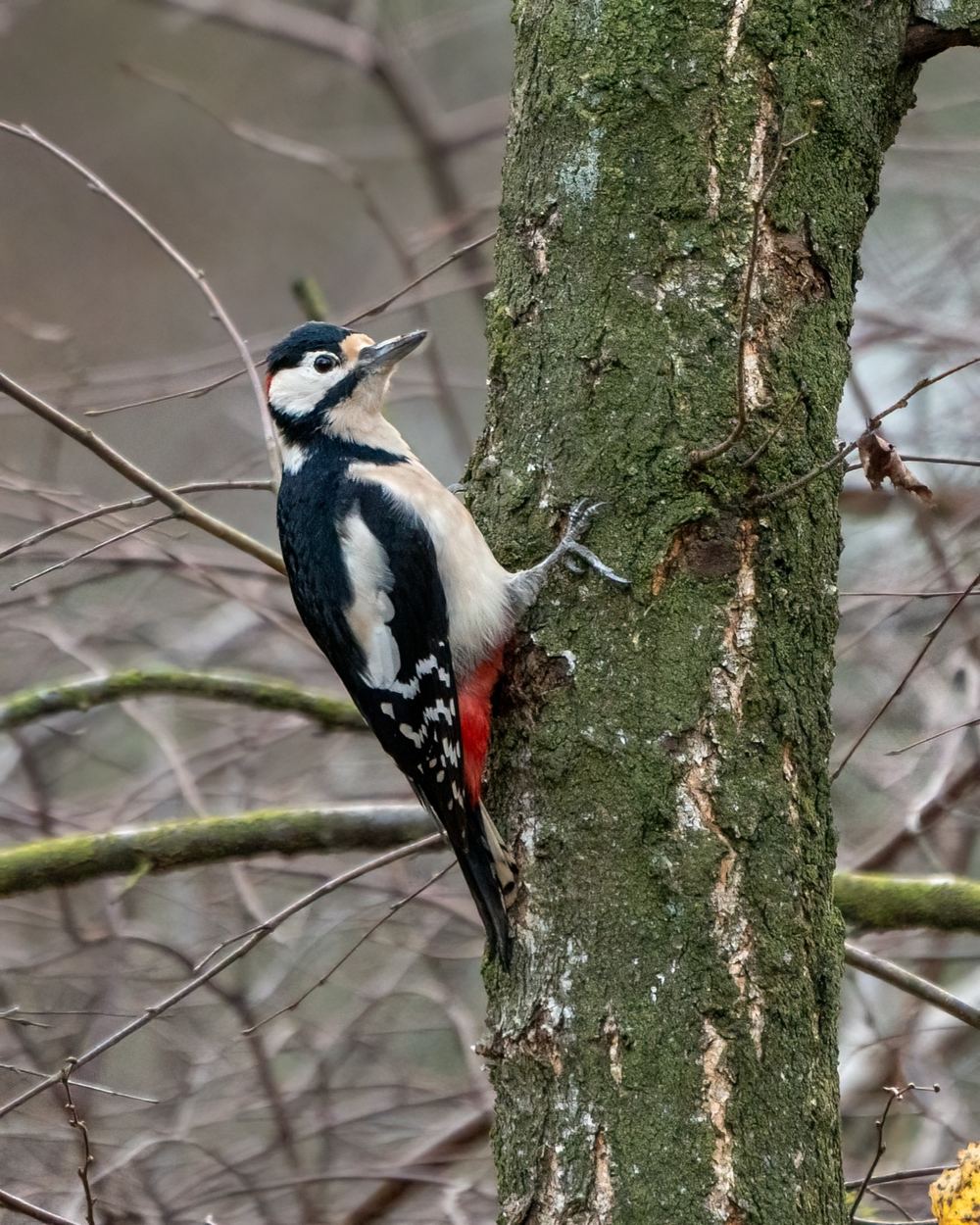 Great Spotted Woodpecker photographed by Dragos Varnav