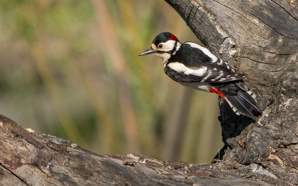 Great Spotted Woodpecker photographed by Dragos Varnav