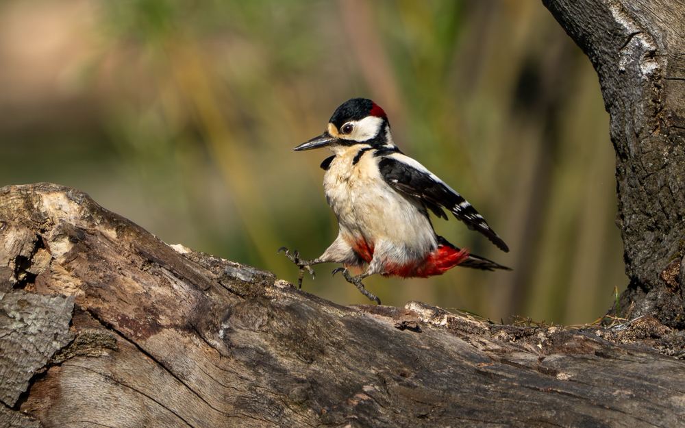 Great Spotted Woodpecker photographed by Dragos Varnav