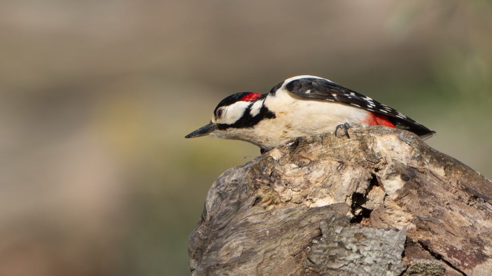 Great Spotted Woodpecker, photographed in the Netherlands