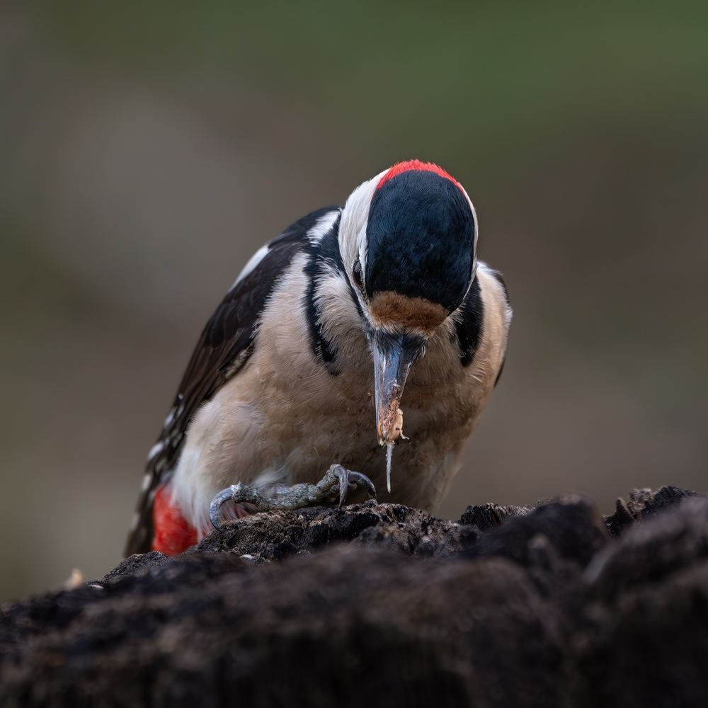 Great Spotted Woodpecker photographed by Dragos Varnav