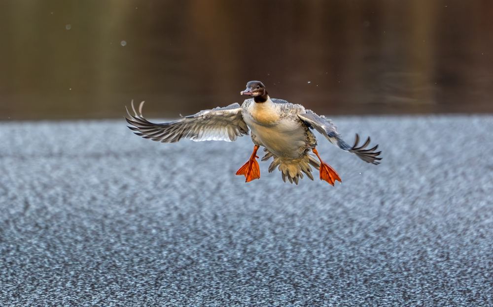 Common Merganser photographed by Dragos Varnav