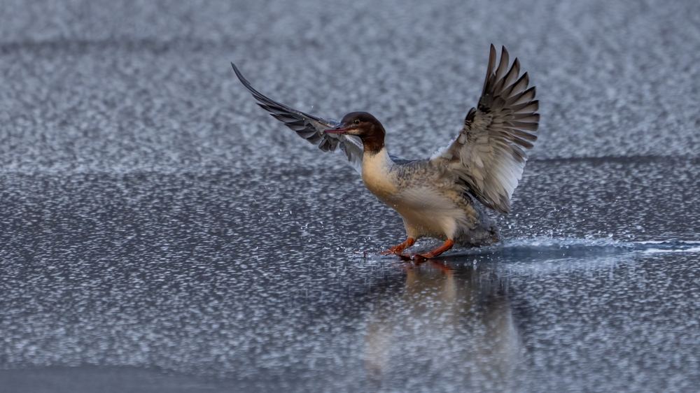 Common Merganser photographed by Dragos Varnav