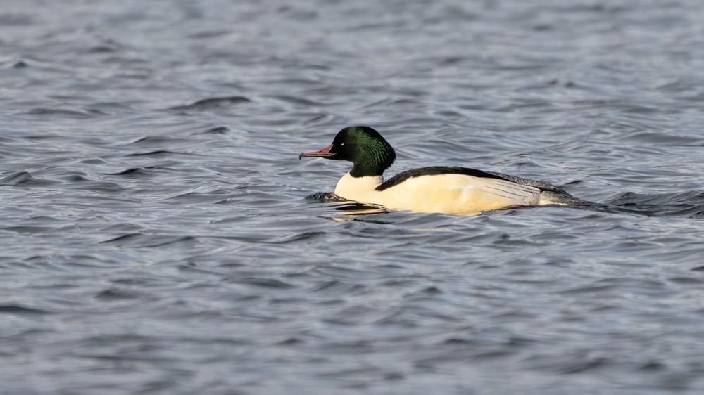 Common Merganser photographed by Dragos Varnav