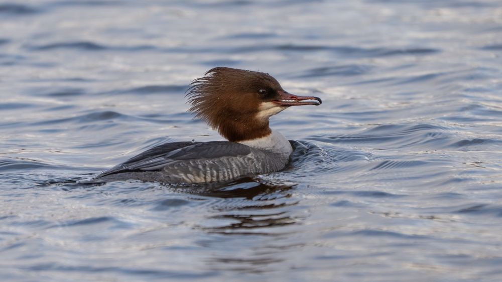 Common Merganser, photographed in the Netherlands