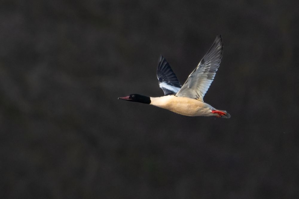 Common Merganser photographed by Dragos Varnav