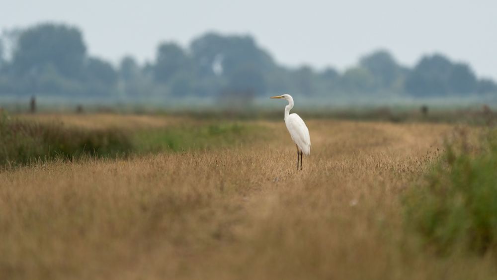 Great Egret photographed by Dragos Varnav