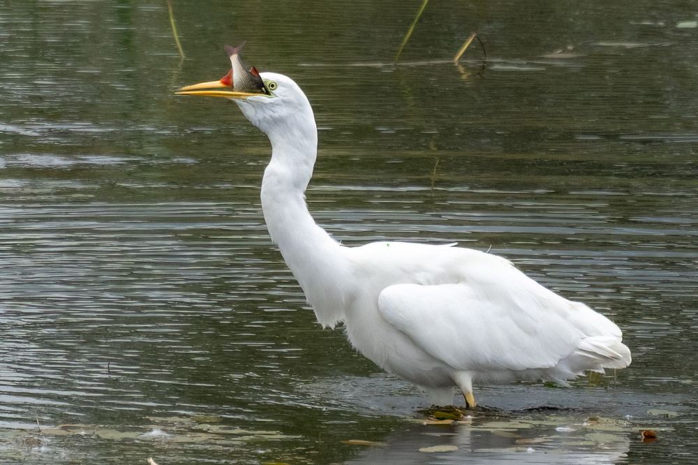 Great Egret, photographed in the Netherlands