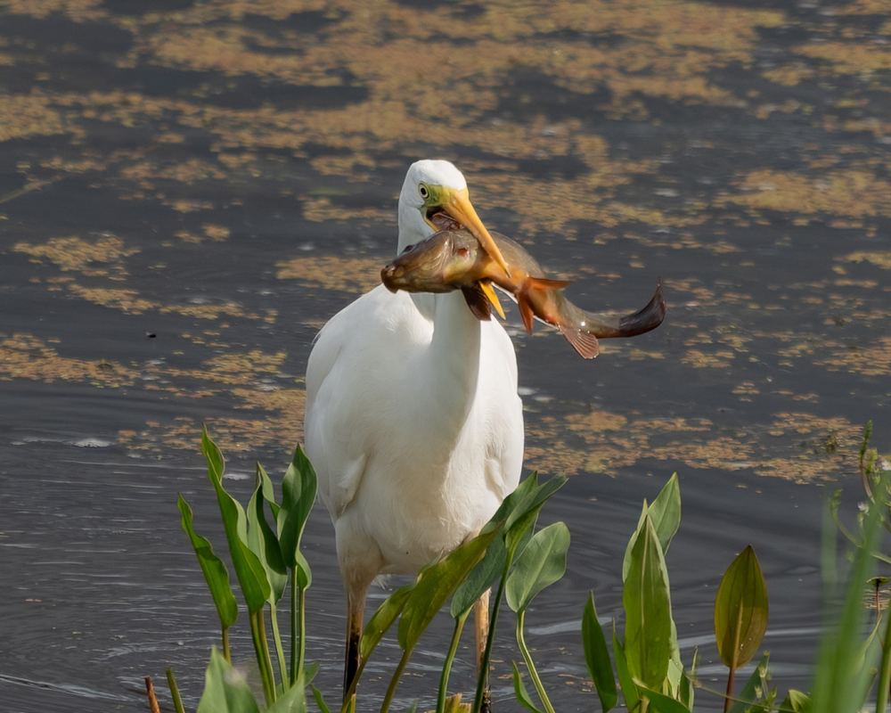 Great Egret photographed by Dragos Varnav