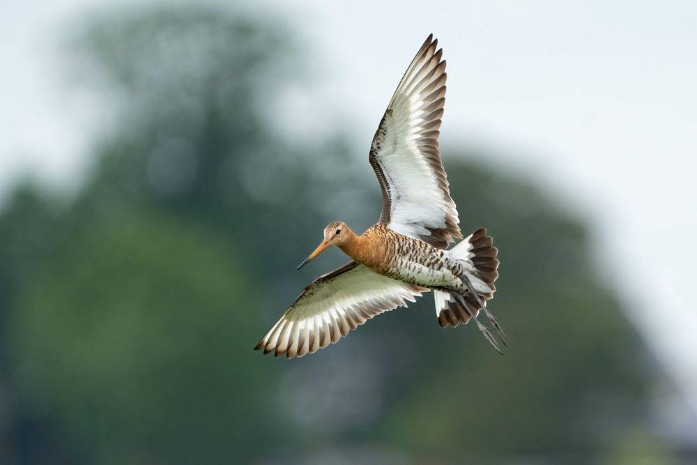 Black-tailed Godwit photographed by Dragos Varnav
