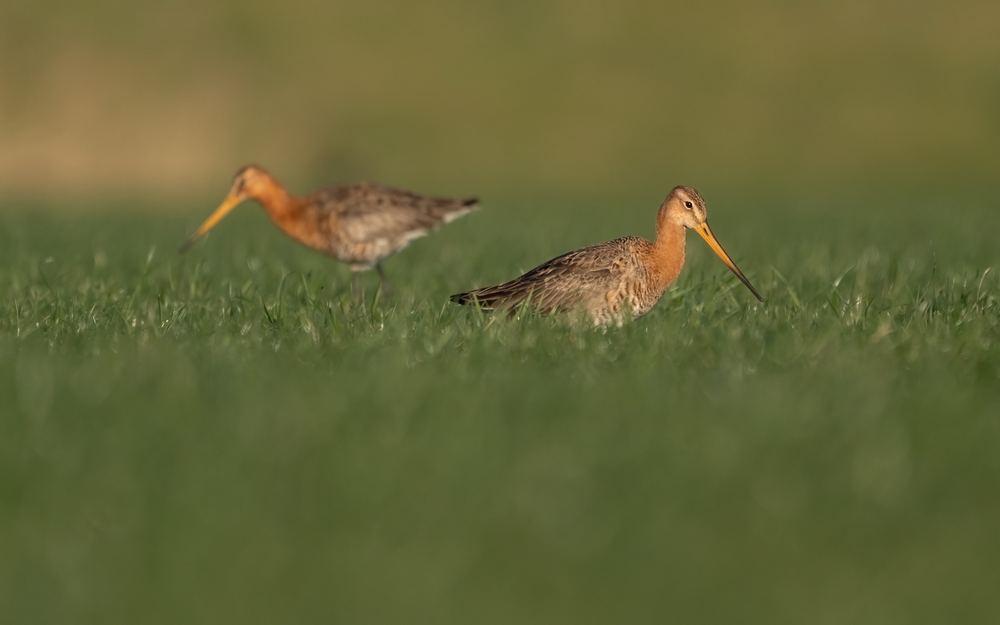 Black-tailed Godwit photographed by Dragos Varnav
