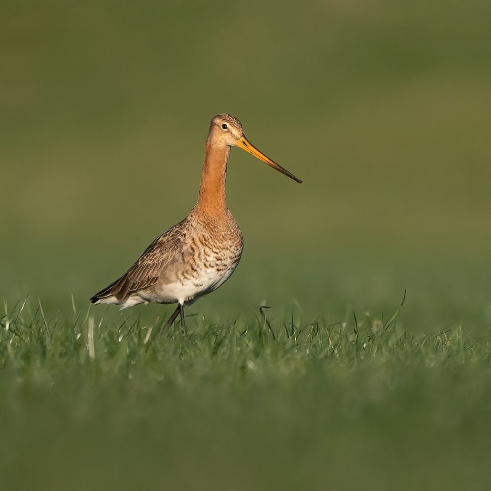 Black-tailed Godwit photographed by Dragos Varnav
