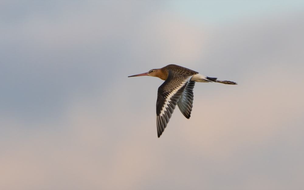 Black-tailed Godwit photographed by Dragos Varnav