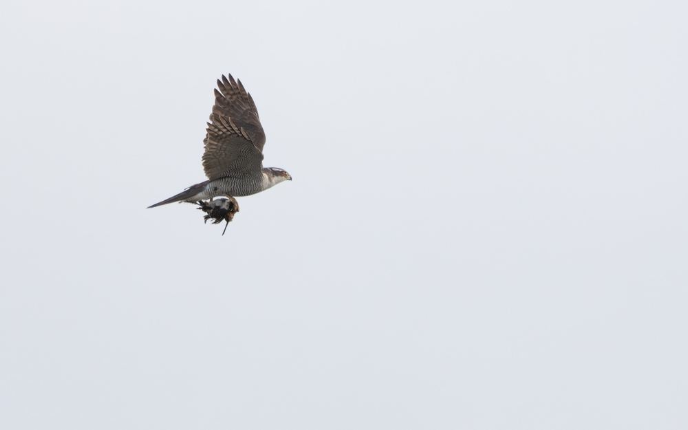 Northern Goshawk photographed by Dragos Varnav