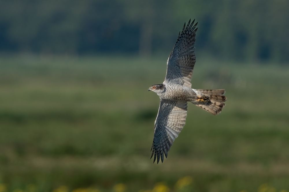 Northern Goshawk photographed by Dragos Varnav