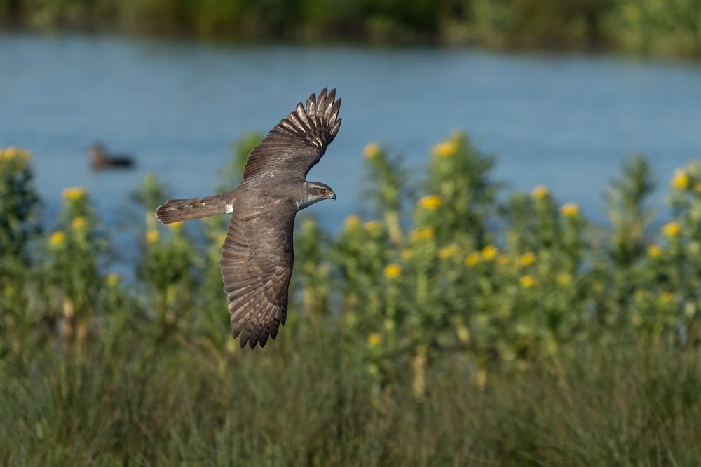 Northern Goshawk photographed by Dragos Varnav
