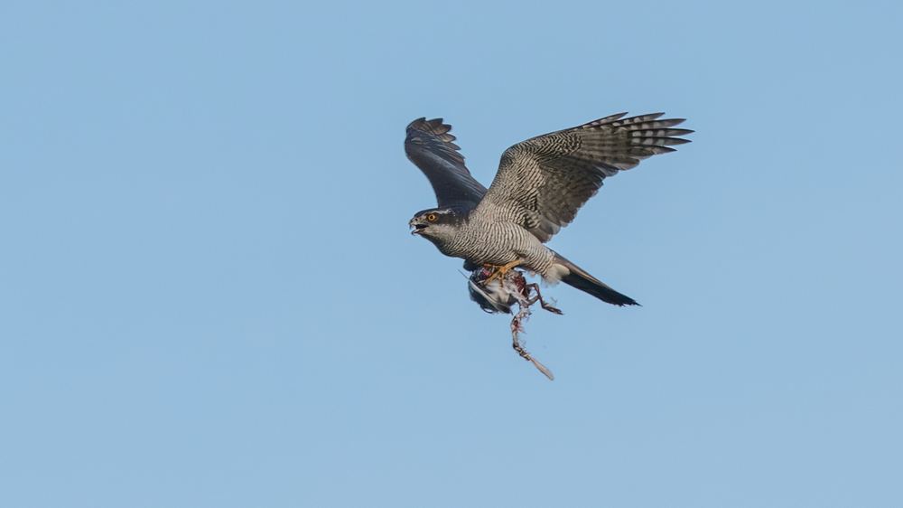 Northern Goshawk photographed by Dragos Varnav