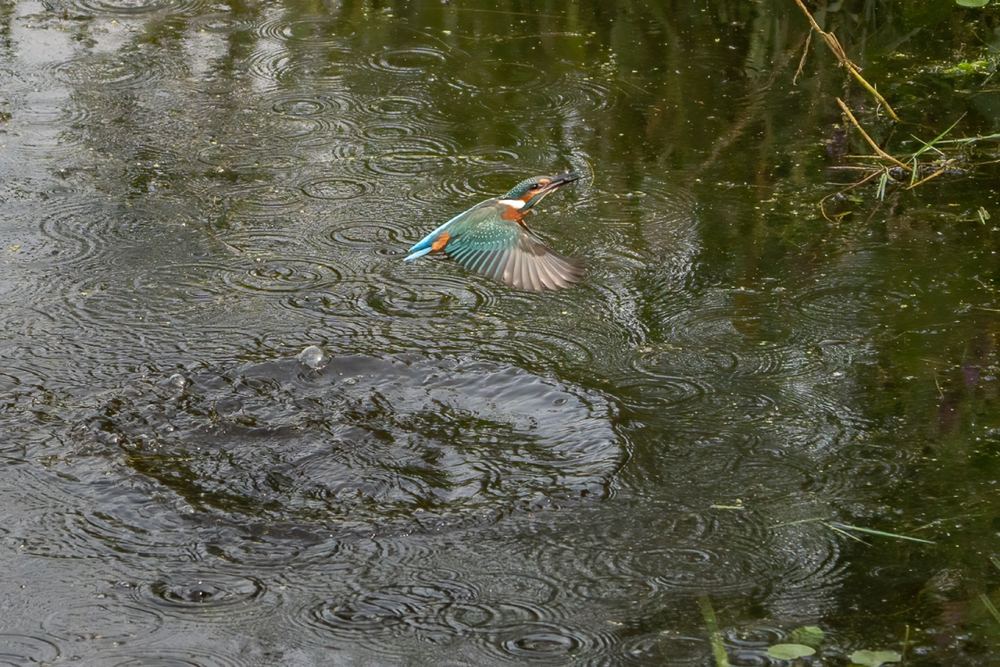 Common Kingfisher photographed by Dragos Varnav
